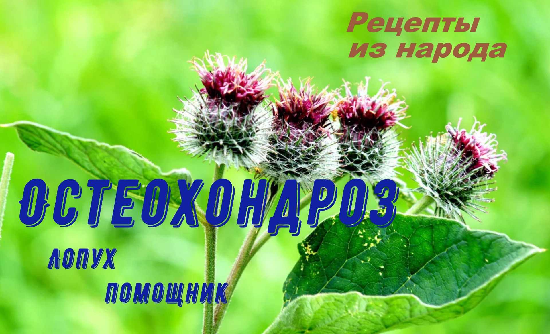 ОСТЕОХОНДРОЗ. Репейник в помощь.. смотреть онлайн