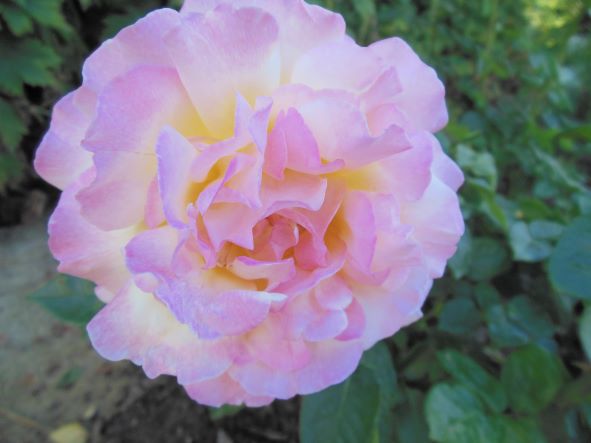 РОЗЫ. ЧЕМ ПОДКОРМИТЬ И ОБРАБОТАТЬ В МАЕ смотреть онлайн