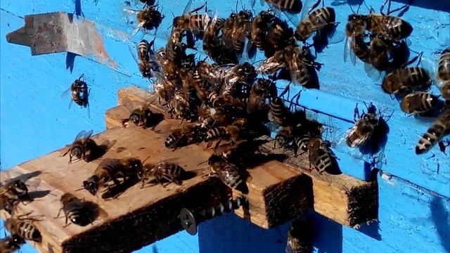 ПОДКОРМКА ДЛЯ ПЧЁЛ ЗИМОЙ И ВЕСНОЙ КАНДИ ПОМАДКА смотреть онлайн