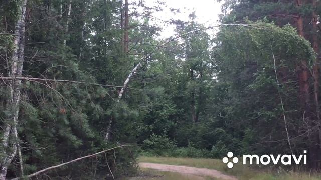 Куда пересилить Утку с Утятами после вывода утят/Грибы в нашем лесу смотреть онлайн