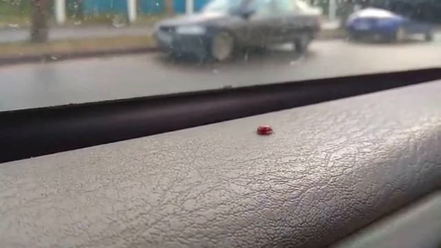 Зимою божьи коровки радуют жителей города Слонима смотреть онлайн