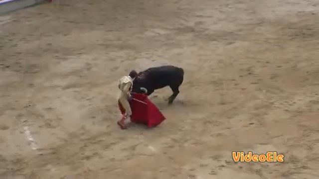 Обсуждаем бои быков