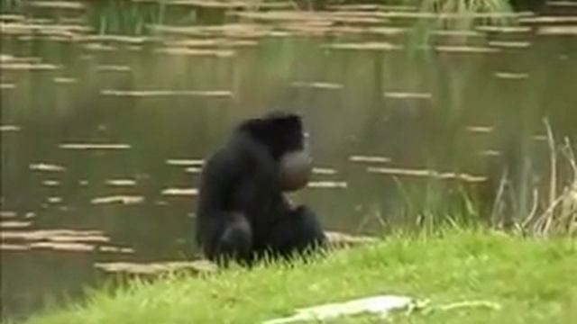 Funny Siamang Apes смотреть онлайн
