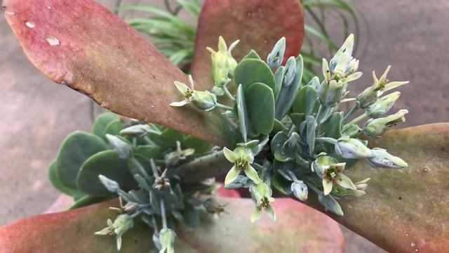 KALANCHOE Thyrsiflora PADDLE plant Flower смотреть онлайн