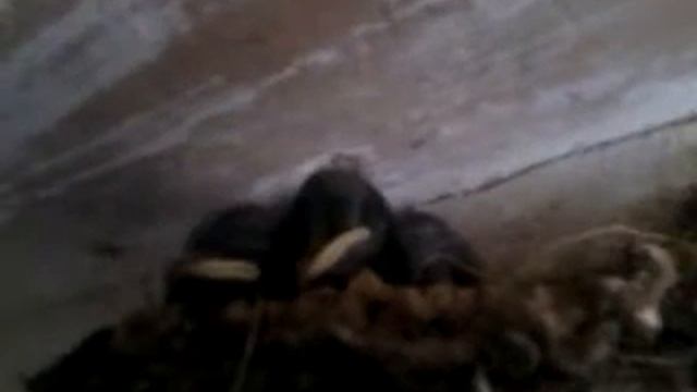 Ласточки в гнезде :) смотреть онлайн
