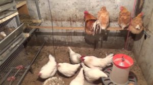 Мини мясная порода кур // Пополнение в хозяйстве // Есть вопрос