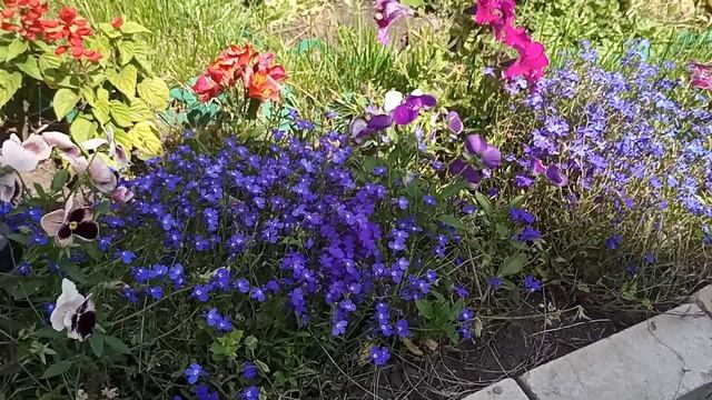 Великолепная сальвия "Скарлет" смотреть онлайн