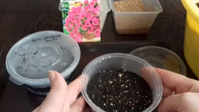 КАЛИБРАХОА из семян. Уход за сеянцами калибрахоа.mp4 смотреть онлайн