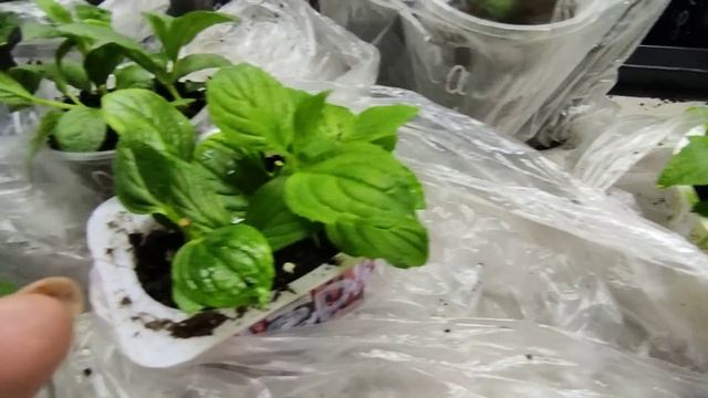 Условия содержания укорененных черенков гортензии после пикировки.Полив,подкормка ? смотреть онлайн