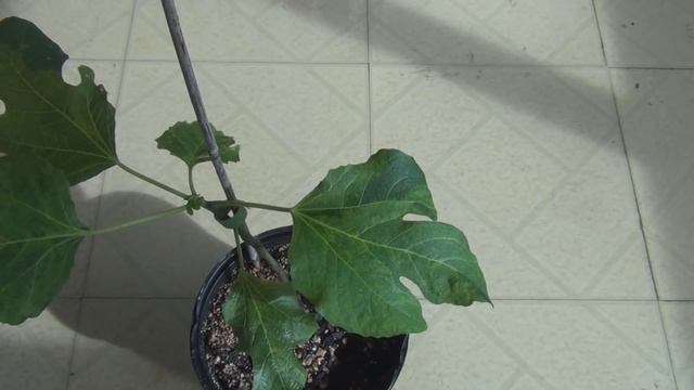 Fig Mosaic Virus