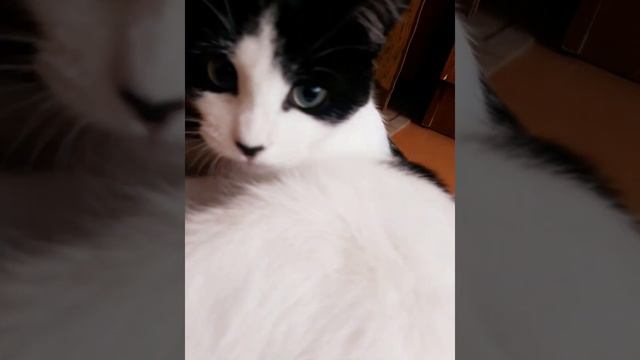 Кот сошёл с ума. Что делать? Чем успокоить кота?#кот #сошёлсума смотреть онлайн