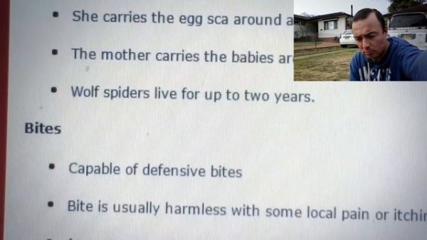 Wolf spider Большой паук в Австралии