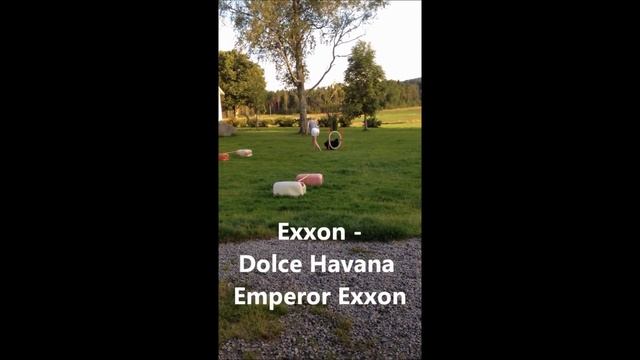Bichon Havanese Agility смотреть онлайн