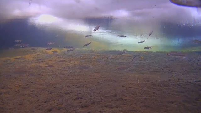 Елец на Иркуте. смотреть онлайн