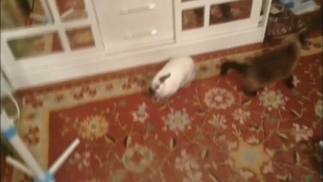 Кролик переезжает | защитим провода от зубов кролика смотреть онлайн