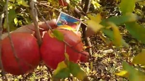 Обильный урожай граната сорта Гюлоша.