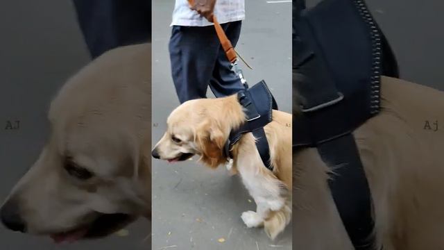 GOLDEN RETRIEVER CUTE 🥰 LOOKING ЗОЛОТИСТЫЙ РЕТРИВЕР МИЛЫЙ ВИД #fantasyvideos2030 смотреть онлайн