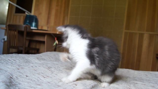 Котенок мейн-кун Zen Garden Knopochka смотреть онлайн