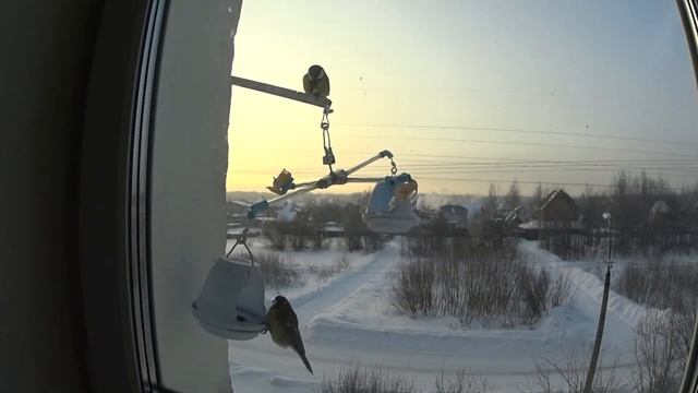 Синицы качаются на кормушке смотреть онлайн