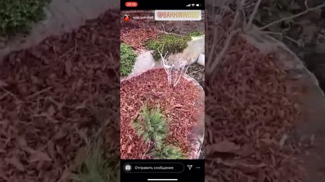 Мульча из коры лиственницы у Адель смотреть онлайн