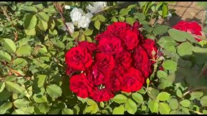 Роза Омаж Барбара и роза № 47. Сходства и различия. Питомник растений Е. Иващенко