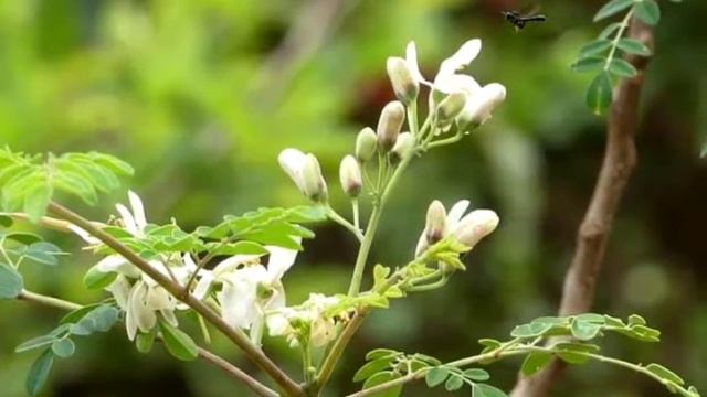सहजन का पेड़ घर में लगाना शुभ या अशुभ? Know Planting drumstick Tree is good or not? смотреть онлайн