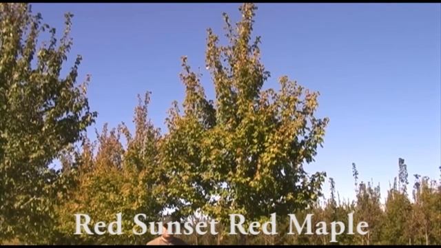 Red Sunset Red Maple смотреть онлайн