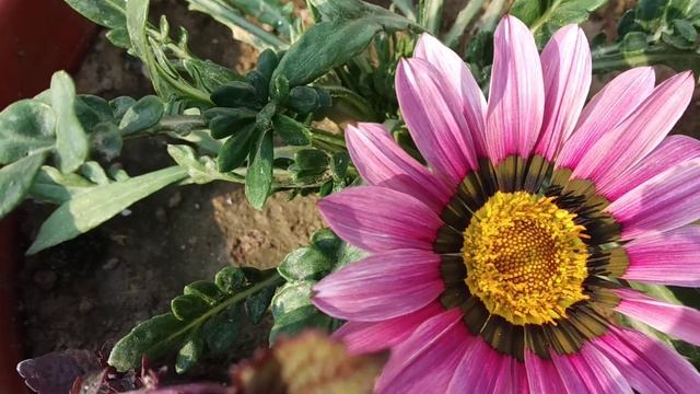Salo sal phool dega ye plant kare es tarah care, gazania plant смотреть онлайн