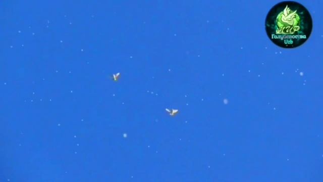 Голуби!Уникальные Полёт Белых голубей Tauben Pigeons???❗