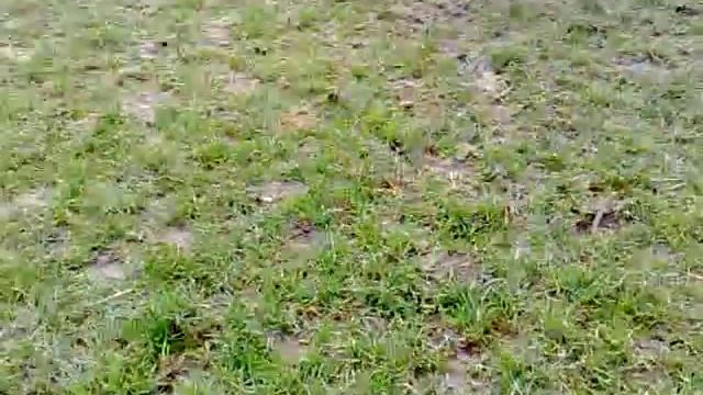 Cane Corso vs Dogue argentin - Dogo Argentino смотреть онлайн