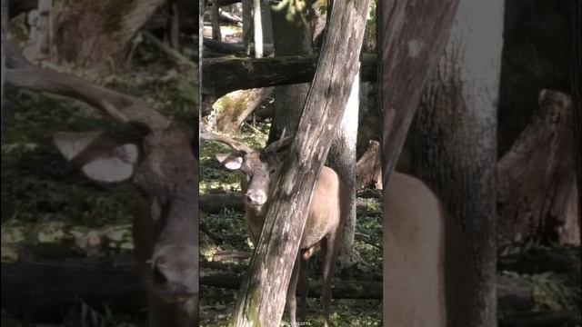 Олени ревут в лесу во время гона #shorts #reddeer #rut смотреть онлайн