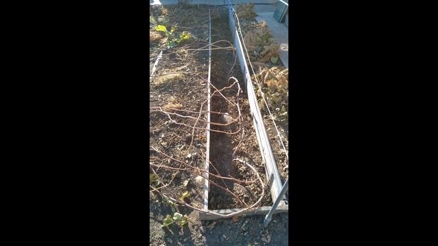 Работы на винограднике в октябре. смотреть онлайн
