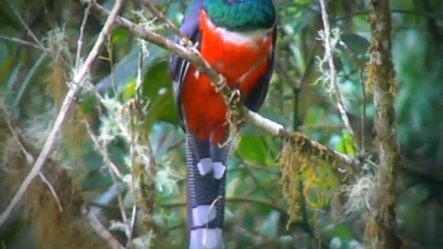 Masked Trogon - Trogon personatus - Quetzal - birds colombia смотреть онлайн