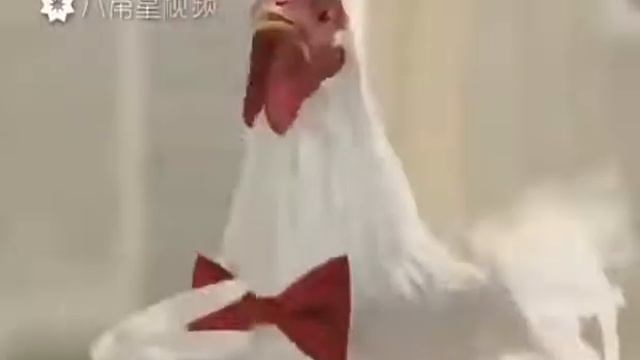 Курицы певцы смотреть онлайн