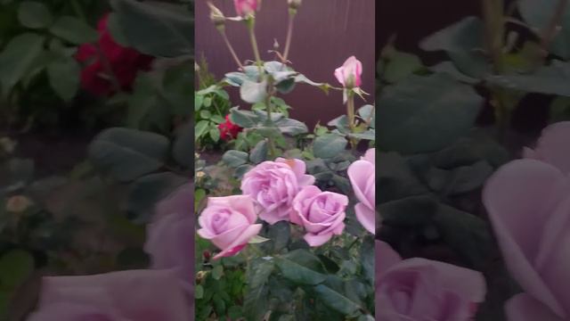 Сандра Ренессанс смотреть онлайн