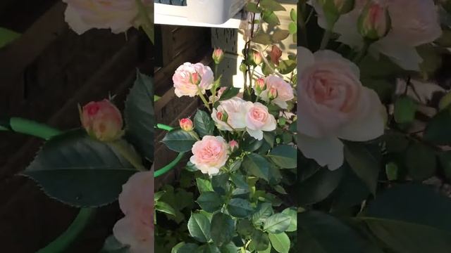 Роза Пастелла смотреть онлайн