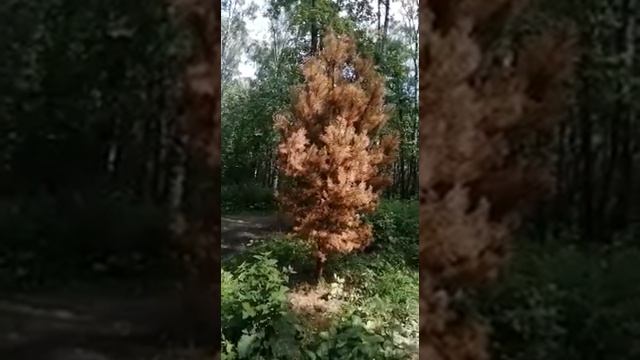 Ошибки при посадке крупномеров смотреть онлайн