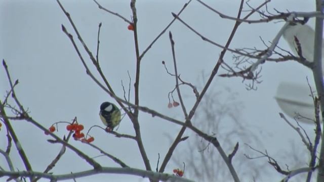 Поэтическая страничка. Стихи о зиме. смотреть онлайн