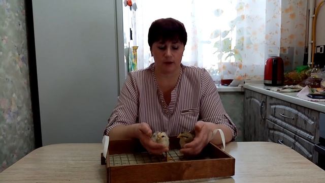 Как определить пол цыпленка? Курочка или петушок. Пропойки цыплят. смотреть онлайн