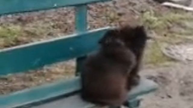 Кошачьи поцелуи. смотреть онлайн