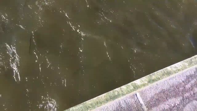 Сарган Рыбалка . Миллионы Рыб.Дания. смотреть онлайн