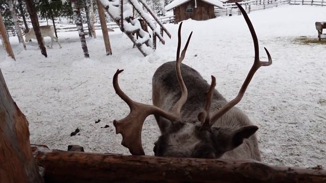 Карелия зимой. Стоит ли ехать? смотреть онлайн