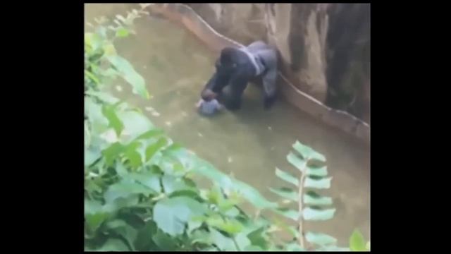 Gorilla missing child. Do not leave children unattended! Ребенок упал к горилле в зоопарке. смотреть онлайн