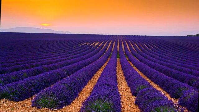 BEAUTIFUL!! FRANCE LAVENDER FIELD смотреть онлайн