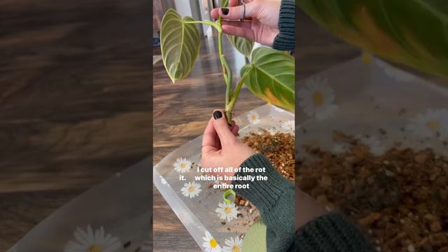 When in doubt, check the roots 🪴 смотреть онлайн