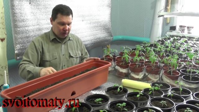 Подготавливаем семена и сеем капусту