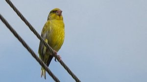 Как птица Зеленушка на проводе чудесно поёт. ????