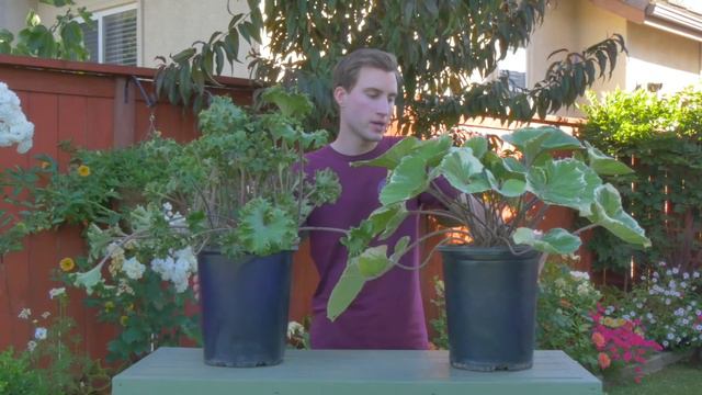 Plant Spotlight: Leopard Plant | Farfugium Japonicum