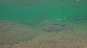 Путорана УНИКАЛЬНЫЕ И ЕДИНСТВЕННЫЕ ПОДВОДНЫЕ СЪЕМКИ