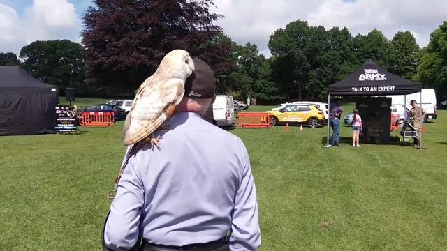 One man and his rescue owl смотреть онлайн